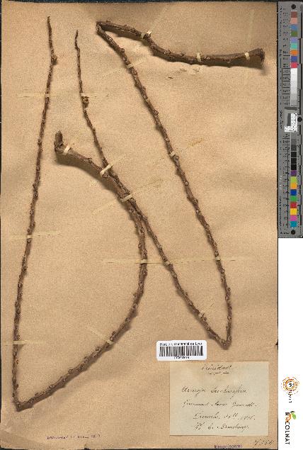 spécimen de Arenga saccharifera