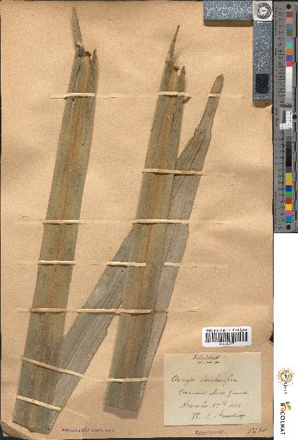 spécimen de Arenga saccharifera