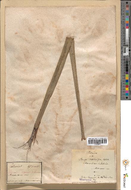 spécimen de Arenga saccharifera