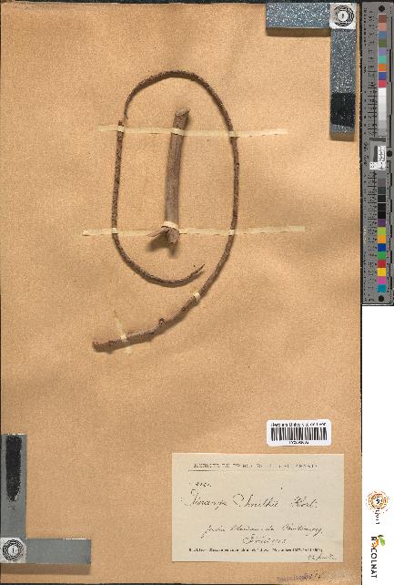 spécimen de Pinanga smithii