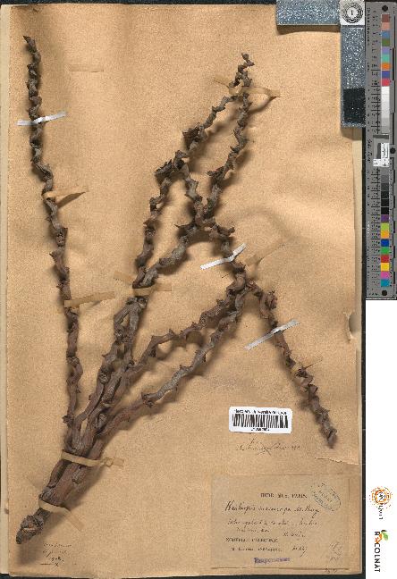 spécimen de Kentiopsis macrocarpa