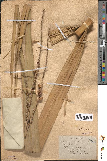 spécimen de Kentiopsis oliviformis