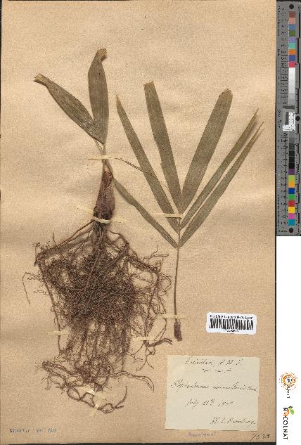 spécimen de Ptychosperma macarthurii