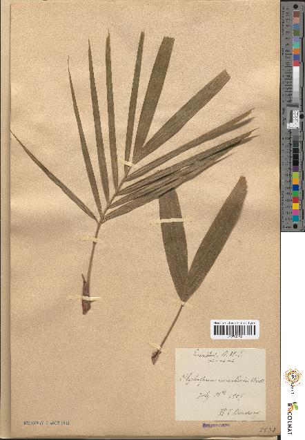 spécimen de Seaforthia elegans