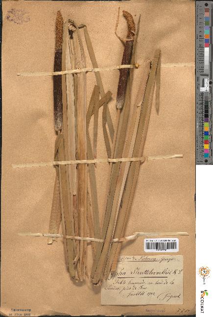 spécimen de Typha shuttleworthii