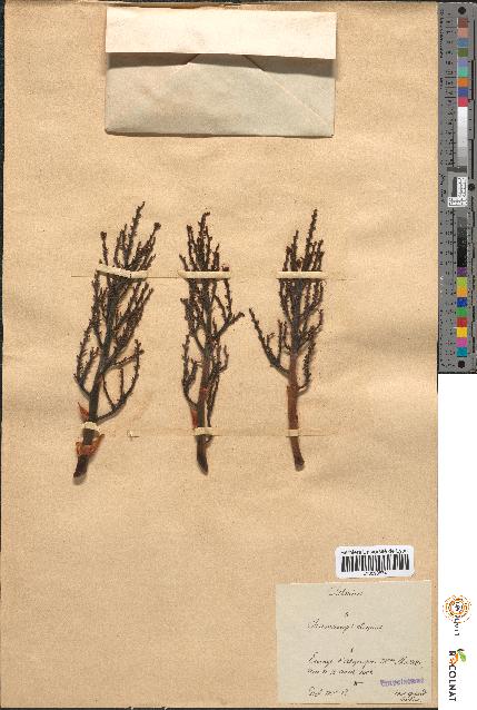 spécimen de Chamaerops elegans