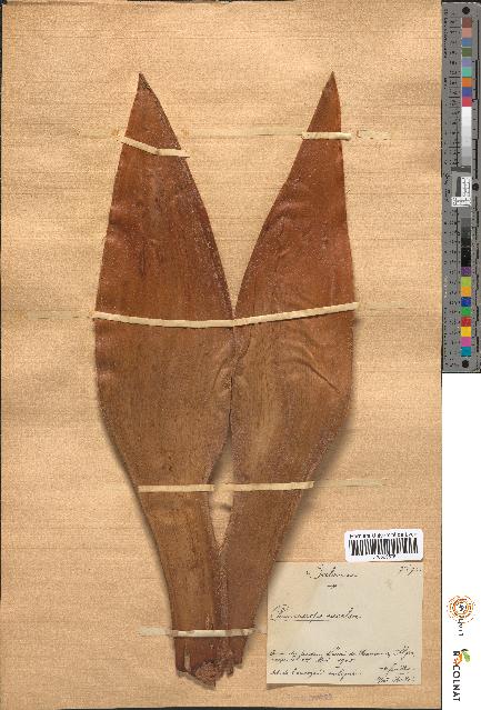 spécimen de Chamaerops excelsa