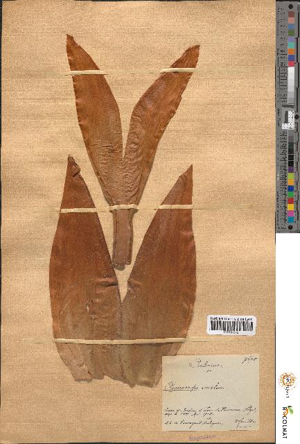 spécimen de Chamaerops excelsa