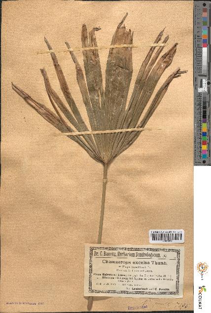 spécimen de Chamaerops excelsa