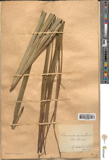spécimen de Chamaerops excelsa