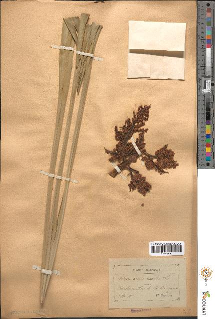 spécimen de Chamaerops excelsa