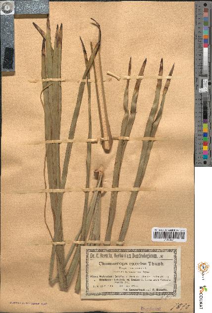 spécimen de Chamaerops excelsa