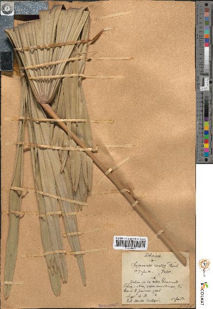 spécimen de Chamaerops excelsa