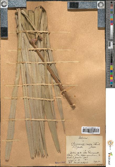 spécimen de Chamaerops excelsa