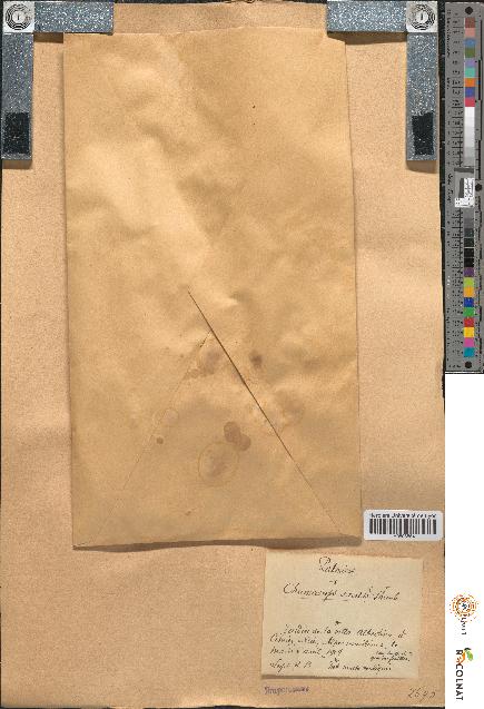 spécimen de Chamaerops excelsa