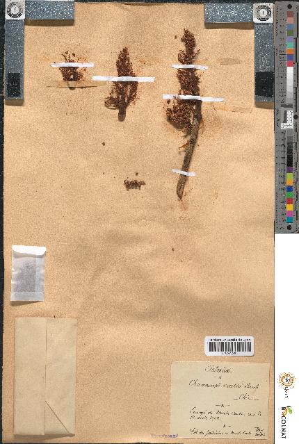 spécimen de Chamaerops excelsa