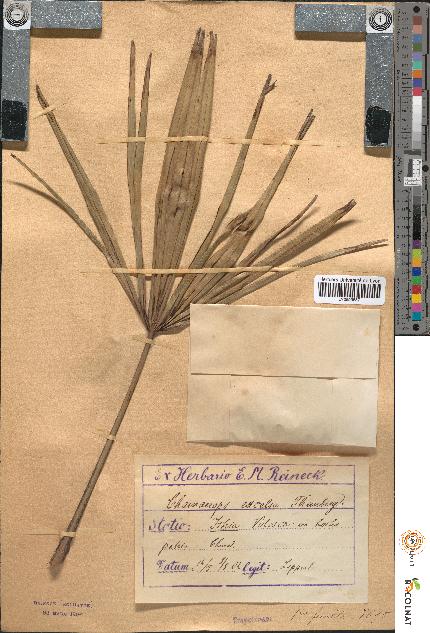 spécimen de Chamaerops excelsa