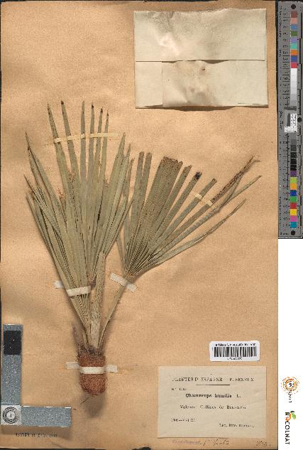 spécimen de Chamaerops humilis