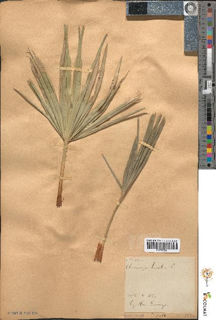 spécimen de Chamaerops humilis