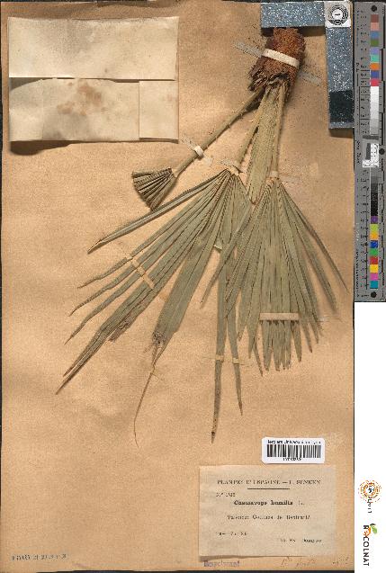 spécimen de Chamaerops humilis