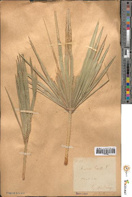 spécimen de Chamaerops humilis