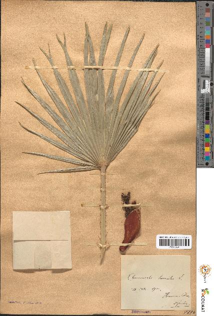 spécimen de Chamaerops humilis
