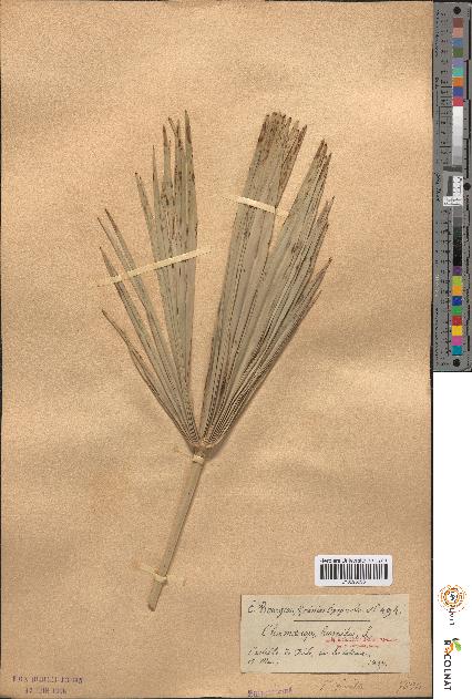 spécimen de Chamaerops humilis