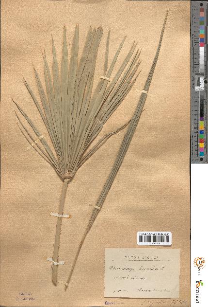 spécimen de Chamaerops humilis