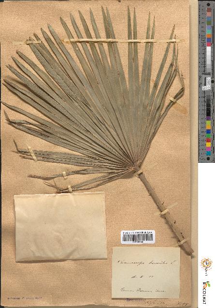 spécimen de Chamaerops humilis