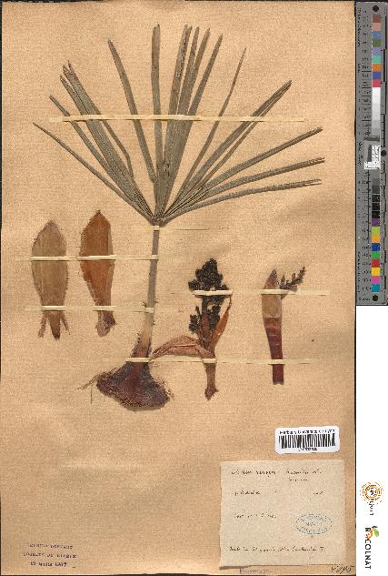 spécimen de Chamaerops humilis