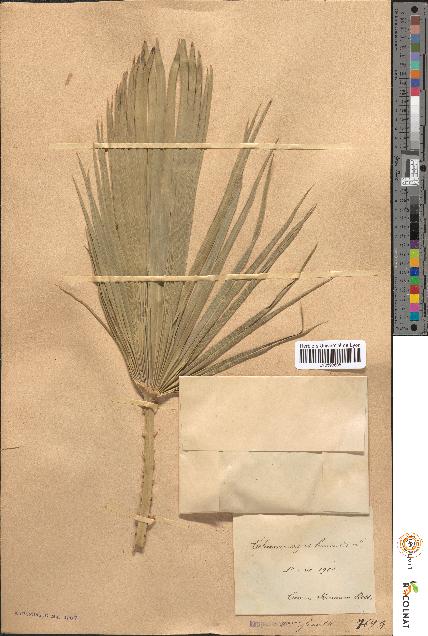 spécimen de Chamaerops humilis