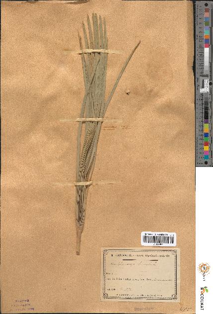 spécimen de Chamaerops humilis