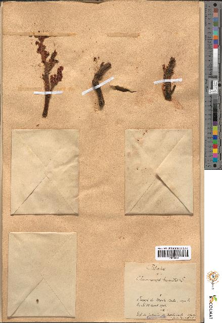 spécimen de Chamaerops humilis