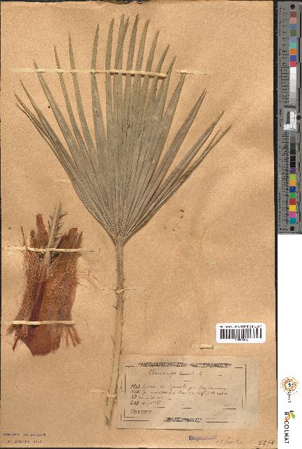 spécimen de Chamaerops humilis