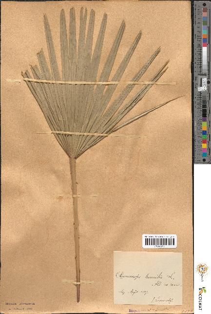 spécimen de Chamaerops humilis