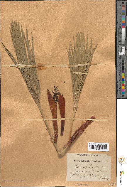 spécimen de Chamaerops humilis