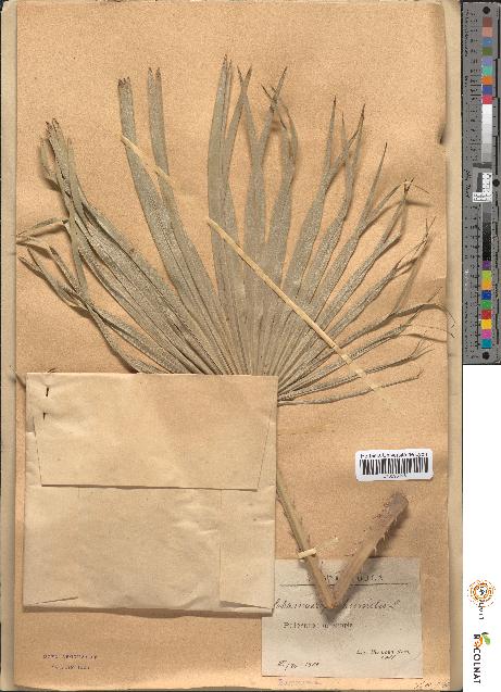 spécimen de Chamaerops humilis