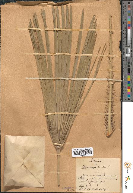spécimen de Chamaerops humilis