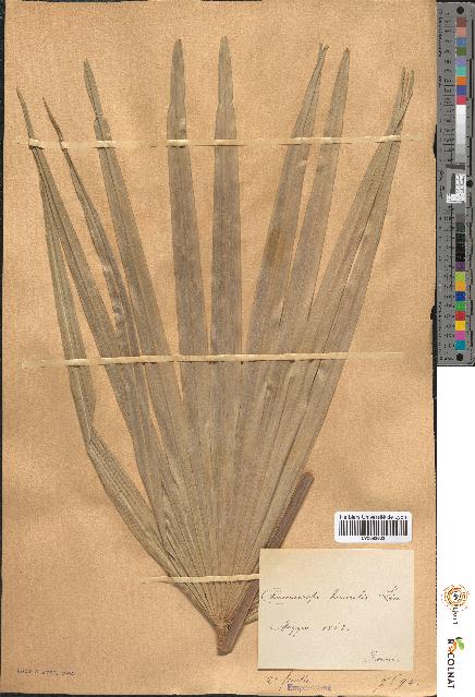 spécimen de Chamaerops humilis