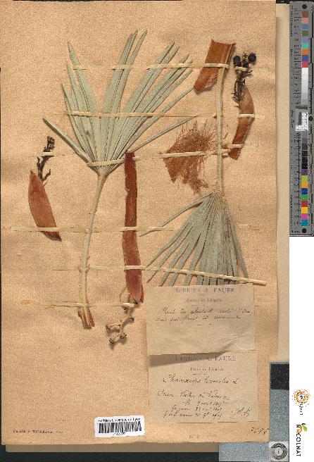 spécimen de Chamaerops humilis