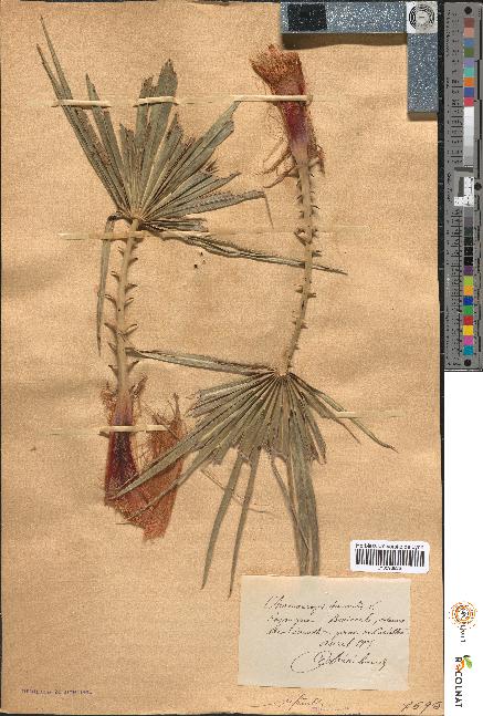spécimen de Chamaerops humilis