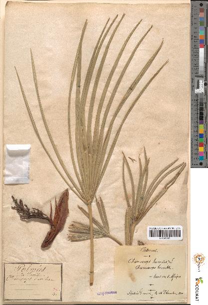 spécimen de Chamaerops humilis