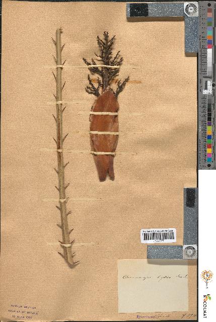 spécimen de Chamaerops hystrix
