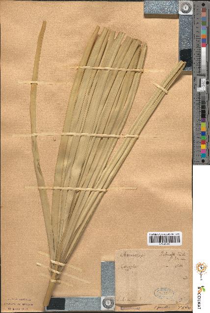 spécimen de Chamaerops palmetto
