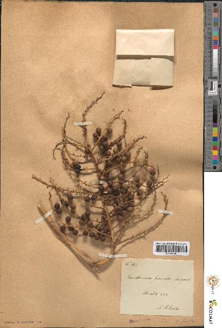 spécimen de Coccothrinax jucunda