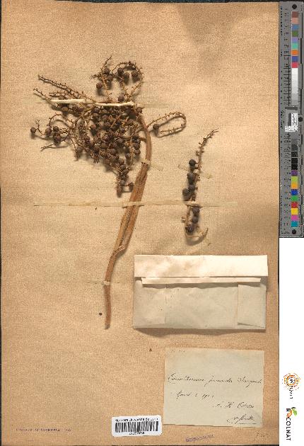 spécimen de Coccothrinax jucunda