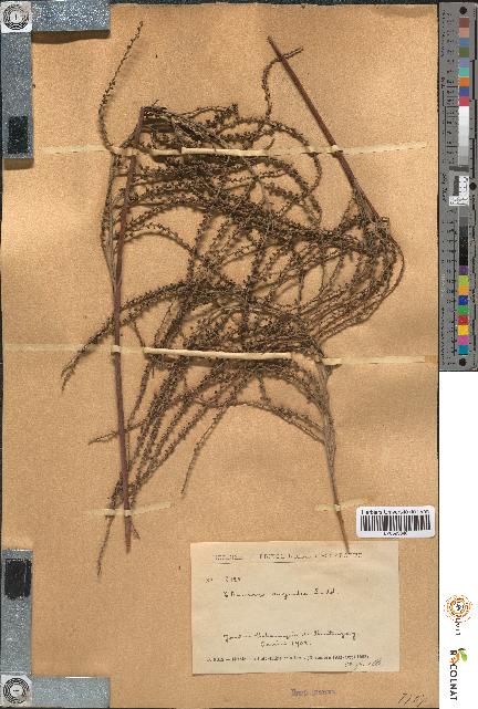 spécimen de Thrinax argentea