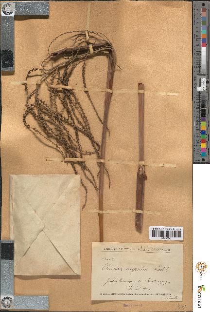 spécimen de Thrinax argentea