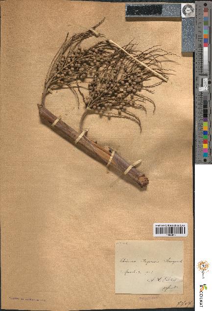 spécimen de Thrinax keyensis