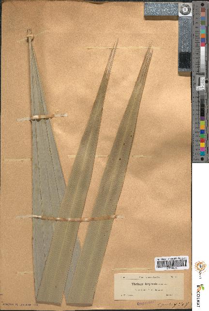 spécimen de Thrinax keyensis